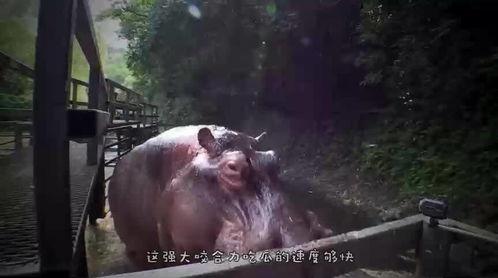 吃瓜只吃中间剩下的给狗吃,揭秘吃瓜只吃中间剩下的秘密与狗的福利