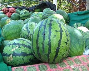 吃瓜的误会,一场网络谣言引发的“瓜田大战”